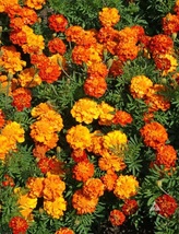 RJ 175 Seeds French Marigold Sparky Mix, Beautiful Colors, Garden Pest D... - $5.69