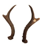 Antler Pair Authentic Deer Rustic Home Decor for Taxidermy, Dog Chews,  ... - $42.08