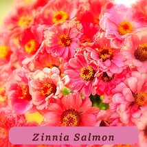 7537 zinnia salmon pop thumb200