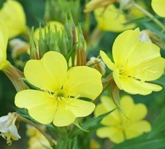 Evening Primrose Seeds 2000 Common Biennial Yellow Flower Garden - £6.53 GBP