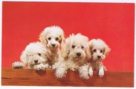 Postcard Animals Dogs Poodle Puppies - $2.82