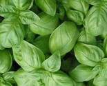 Sweet Basil Seeds 300 Genovese Herbs Italian Culinary Cooking Fast Shipping - $8.99