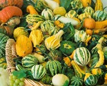 30 Small Ornamental Gourd Mix Seeds Heirloom Non Gmo Fresh Fast Shipping - $8.99
