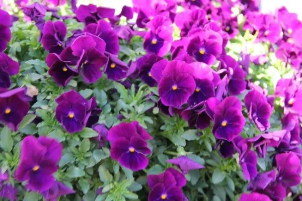 15 Pansy Seeds Cool Wave Purple Trailing Pansy Hanging Pansy Fresh Seeds - £23.96 GBP