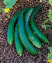 New Fresh 25 Seeds Summer Dance Cucumbers Planting Canning Pickling - $7.00