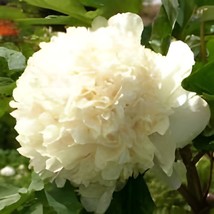 10 Seeds Yao Huang&#39; Peony - $9.98