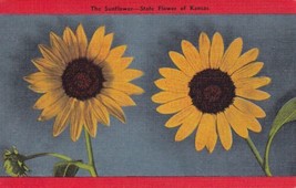 Sunflower State Flower of Kansas Postcard C13 - £2.34 GBP