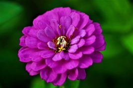 20 Seeds Zinnia Elegans Purple Prince Heirloom - £7.60 GBP