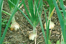 Walla Walla Sweet Onion Seeds, NON-GMO, Northern Onion, Overwintering, FREE SHIP - $1.97+