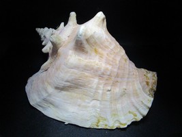 Large conch marine shell tropical 11 x 8&quot; aquarium decor - £98.92 GBP
