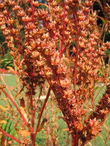 Bloomys 500 Seeds Virginia Ditch Stonecrop Sedum Penthorum Sedoides Star... - $7.39