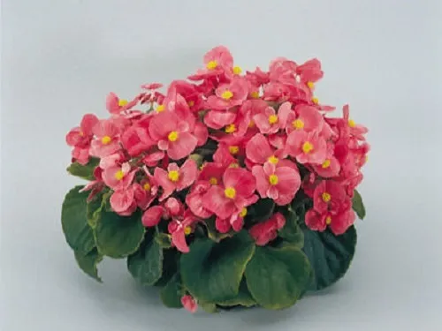 50 Pelleted Begonia Seeds Super Olympia Pink Buy Flower Seeds Fresh Seeds - $30.50