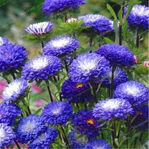 Chrysanthemum Aster Seeds Blue Flowers With White Centre Garden Fresh USA Store - £5.55 GBP