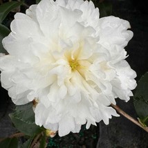 SEPTH Camellia Sasanqua October Magic Ivory Fall Blooming Camellia 1 Gal... - $75.74
