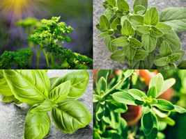 MBK Culinary Seeds Survival Kit Or Grow Indoors: Basil Parsley Oregano M... - $264.29 MXN