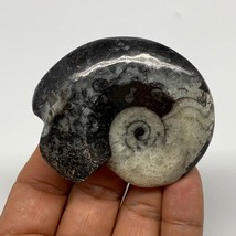 70.6g, 2.5&quot;x2&quot;x0.9&quot;, Large Goniatite Ammonite Polished Mineral @Morocco, B23647 - £12.78 GBP