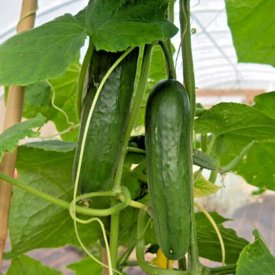 MBK 30 Seeds Wisconsin Smr 58 Cucumber Non Hybrid Non GMO Packs Sale - £7.68 GBP