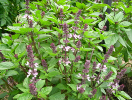 1000 Seeds Anise Persian Basil Ocimum basilicum Herb Black Licorice Flavor - £11.06 GBP