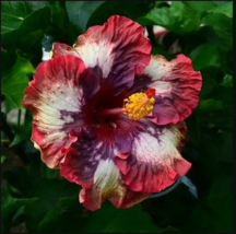 20 Cream Pink Hibiscus Seeds Flowers Flower Seed Perennial Bloom - £11.97 GBP