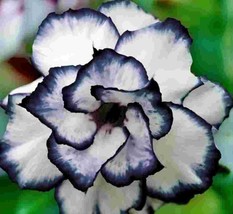 5 pcs Desert Rose Flower Adenium obesum &quot;PEONY&quot; bonsai Seeds （G） - $5.65