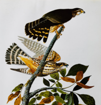 1979 Merlin Or Pigeon Hawk Color Plate Print Audubon Birds Of America Ar... - $29.99