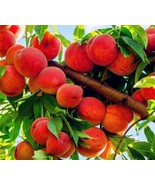 Seed Dwarf Bonanza Peaches Peach Tree - Peach Bonsai- Fruit Bonsai Bonsa... - $11.99