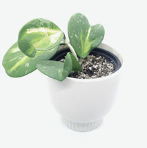 2 Leaves Live Plant Hoya Kerrii Reverse Variegated Houseplant - £28.98 GBP