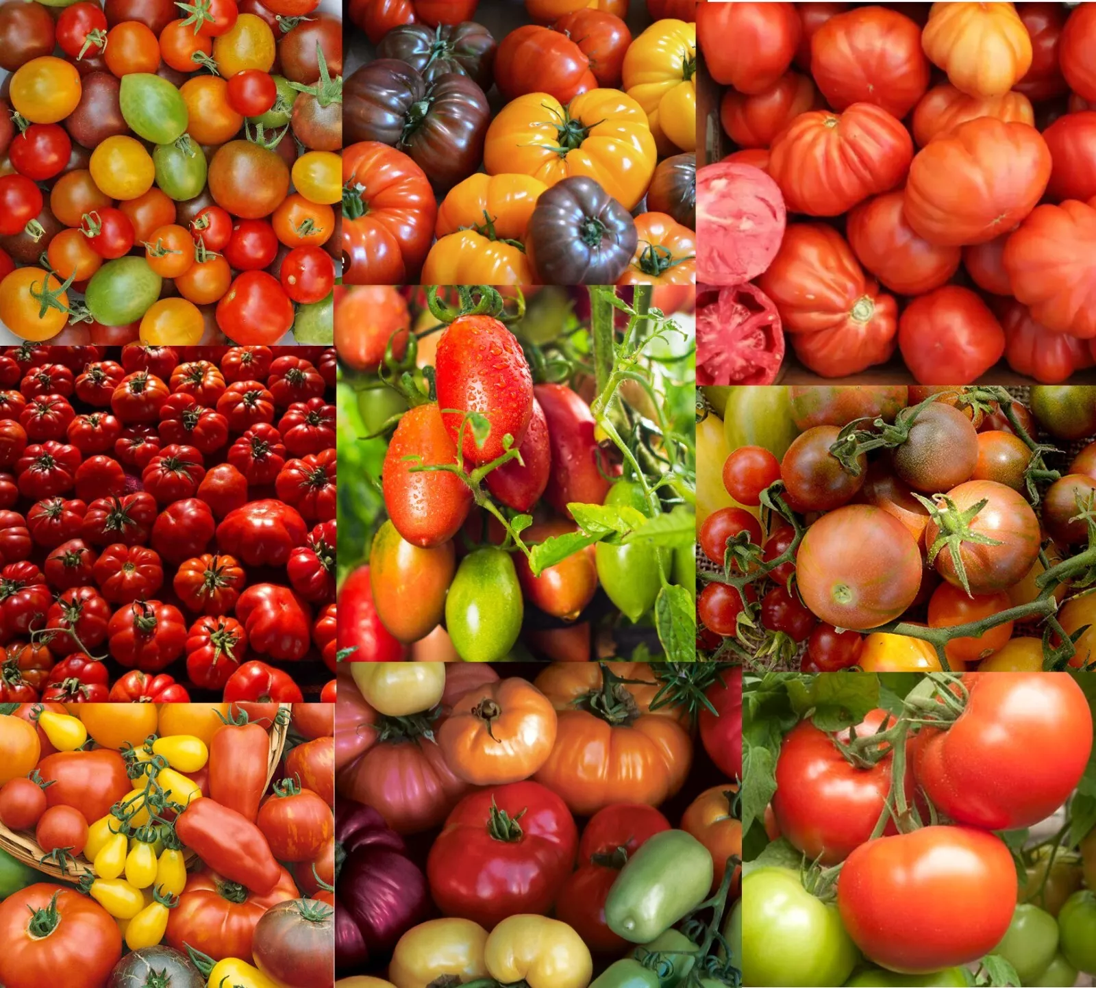 Semilir 100 Tomato Mix Decade Heirlooms Indeterminate NonGmo Vegetable S... - $9.56