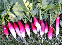 US Seller French Breakfast Radish Seeds 200 Ct Vegetable Garden Non-Gmo - £6.72 GBP