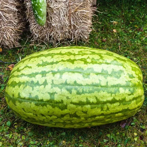 Carolina Cross Watermelon 50 Seeds Garden Planting US Seller - £7.37 GBP