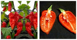 150 Seeds Chili Devils Tongue Red Hot Pepper Seeds International Ship - £26.91 GBP