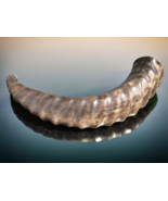 Large and Heavy Horn of Caucasian Tur Polished by Georgian Master 46cm - $190.01 CAD