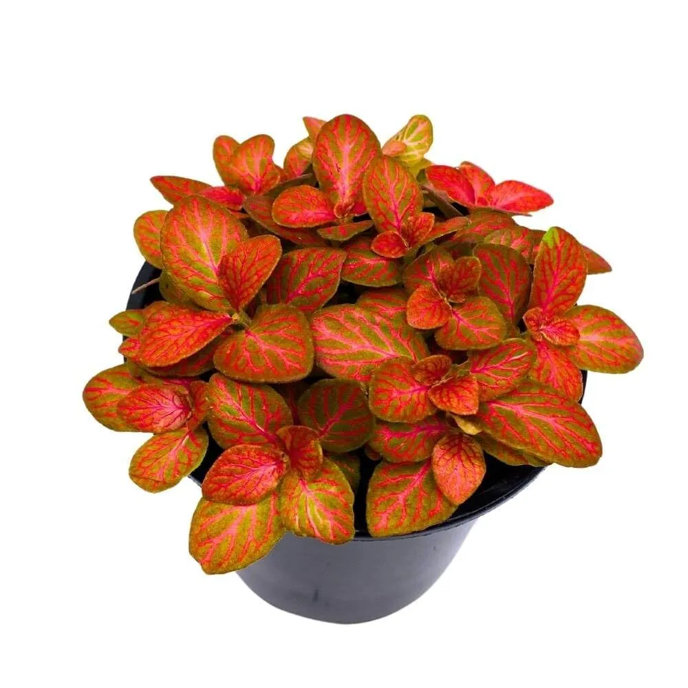 Red Fittonia Albivenis Nerve Plant 4 in Silver Net Leaf Mosaic Jewel Creepi - $37.10