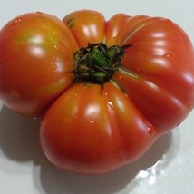 Fresh Seeds Super Sioux Tomato 10 Seeds - $8.68