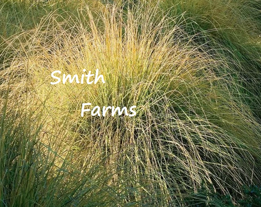 100 Seeds Wrights Dropseed Grass Ground Cover Sporobolus Wrightii Fast U... - $179.43 MXN