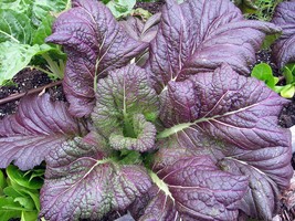 Red Giant Mustard Seeds, Brassica Juncea, NON-GMO, Garden Growing, Free Shipping - £1.30 GBP+