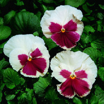 New Fresh Seeds 50 Pansy Seeds Faces Blush White Pansy Seeds Flower Seeds USA Se - $23.50