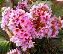 Bergenia Heartleaf Pigsqueak Bergenia Cordifolia 50 Bulk Seeds Easy to G... - $4.68