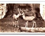 RPPC Twin Bucks Deer Sequoia National Park California CA UNP Postcard Z9 - £3.97 GBP
