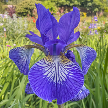 onsai Iris Flower Perennial 500 PCS Seeds - $14.09