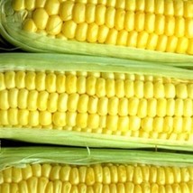 New Fresh Seeds Kandy Korn Sweet Corn Maize Vegetable Treated Seeds - $13.58