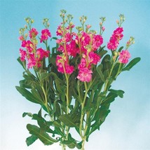 USA Seller 50 Stock Seeds Matthiola Chanter Pink Cut Flower Seeds Fast Shipping - $18.36