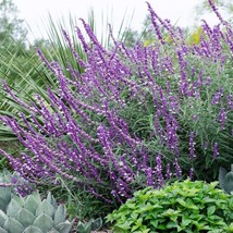 50 + Leucantha Salvia Seeds Flower Seed Perennial Flowers Hummingbird 753   From - $9.49