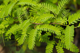 Honey Locust Potted Tree - windbreak, erosion control, bees, wildlife, b... - £22.96 GBP+