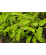 Honey Locust Potted Tree - windbreak, erosion control, bees, wildlife, b... - $39.19 CAD+
