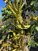 Exotic TROPICAL LANDSCAPE PLANT Pup Bromeliad yellow green colorful -unb... - $401.18 MXN