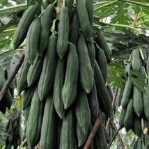 New Seeds Thai Krang Papaya Seed USA Seller - £6.90 GBP