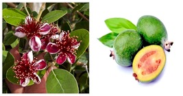 Grow Sweet Fruit Pineapple Guava Feijoa Sellowiana Well Rooted STARTER Plant - £31.16 GBP