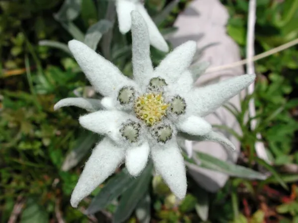 50 Edelweiss Leontopodium Alpinum Flower Fresh Seeds - £13.51 GBP