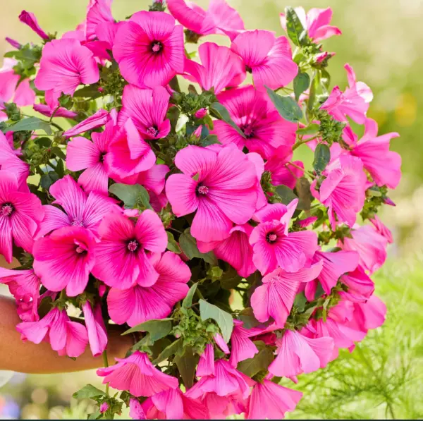 Fresh Rose Mallow Tanagra Hot Pink Blooms Pollinator Attractor 100 Seeds - $7.96
